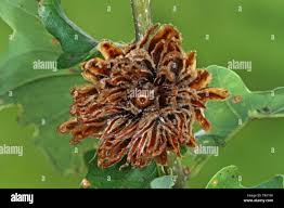 Attēlu rezultāti vaicājumam “Andricus foecundatrix”