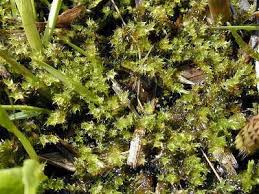 Attēlu rezultāti vaicājumam “Drepanocladus polygamus”