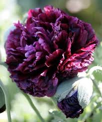 Image result for Papaver somniferum Black
