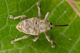 Attēlu rezultāti vaicājumam “Curculio venosus”