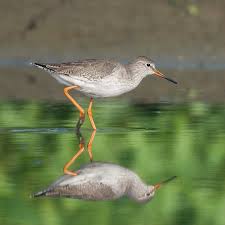 Attēlu rezultāti vaicājumam “Tringa totanus adult”