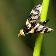 Attēlu rezultāti vaicājumam “Urophora cardui”
