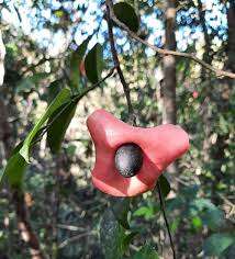 Attēlu rezultāti vaicājumam “Harmandia”