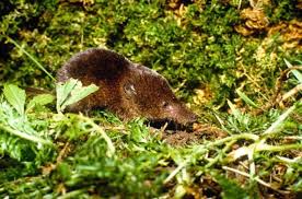 Attēlu rezultāti vaicājumam “Sorex sp.”