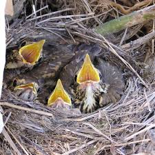 Attēlu rezultāti vaicājumam “Turdus viscivorus nest”