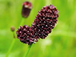 Attēlu rezultāti vaicājumam “Sanguisorba officinalis leaf”