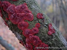 Attēlu rezultāti vaicājumam “Cytidia salicina”