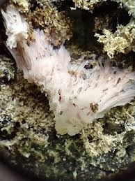 Attēlu rezultāti vaicājumam “Stemonaria irregularis”