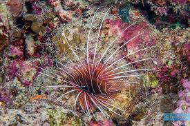 Image result for Pterois radiata
