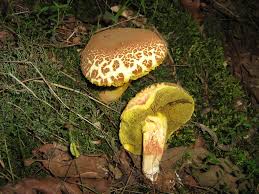 Attēlu rezultāti vaicājumam “Xerocomus subtomentosus”