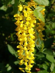 Attēlu rezultāti vaicājumam “Laburnum alpinum flower”