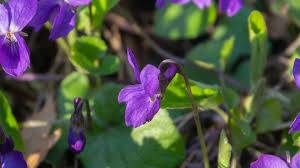 Image result for violet
