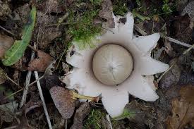 Attēlu rezultāti vaicājumam “Geastrum fimbriatum”