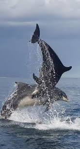 Image result for British Sub-Aqua Teesside 43 Branch