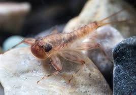 Attēlu rezultāti vaicājumam “Ephemeroptera larvae”