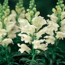 Attēlu rezultāti vaicājumam “Antirrhinum majus”