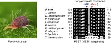 Attēlu rezultāti vaicājumam “Panonychus”
