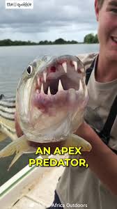 Image result for Goliath Tigerfish