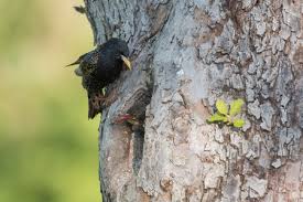 Attēlu rezultāti vaicājumam “Sturnus vulgaris nest”