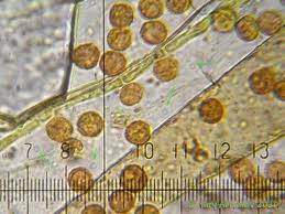 Attēlu rezultāti vaicājumam “Tubifera applanata”