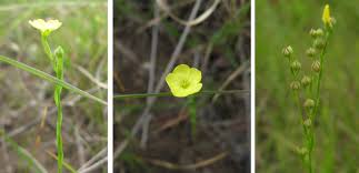 Attēlu rezultāti vaicājumam “Lignydium muscorum young”