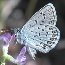 Attēlu rezultāti vaicājumam “Plebejus idas underside”