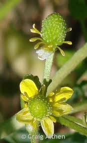 Attēlu rezultāti vaicājumam “Ranunculus sceleratus”