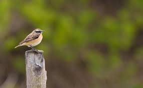 Attēlu rezultāti vaicājumam “Saxicola rubetra juvenile”