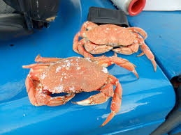 Image result for Cancer irroratus