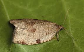 Attēlu rezultāti vaicājumam “Lozotaenia forsterana”