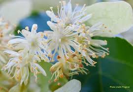 Attēlu rezultāti vaicājumam “Tilia cordata flower”
