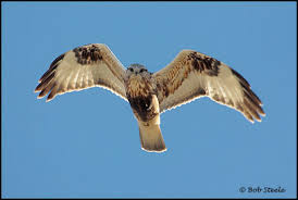 Attēlu rezultāti vaicājumam “Buteo lagopus adult”