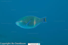 Image result for Scarus fuscopurpureus