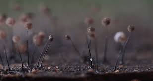 Attēlu rezultāti vaicājumam “Comatricha pulchella spores”