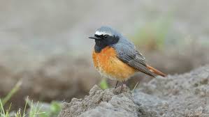 Attēlu rezultāti vaicājumam “Phoenicurus phoenicurus”