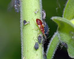 Attēlu rezultāti vaicājumam “Anthocoris nemorum”