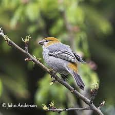Attēlu rezultāti vaicājumam “Pinicola enucleator adult”