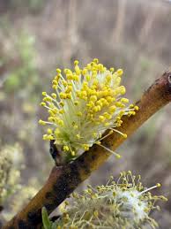 Attēlu rezultāti vaicājumam “Salix myrsinifolia female flower”