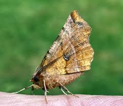 Attēlu rezultāti vaicājumam “Selenia dentaria”