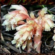 Attēlu rezultāti vaicājumam “Monotropa hypopitys fruit”