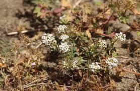 Attēlu rezultāti vaicājumam “Lobularia maritima”