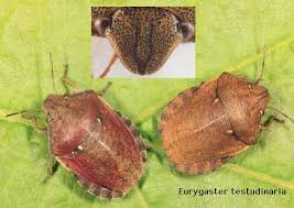 Attēlu rezultāti vaicājumam “Eurygaster testudinaria imago”