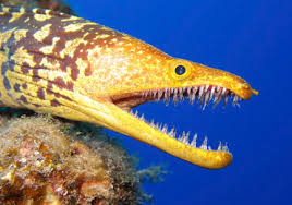 Image result for Conger conger