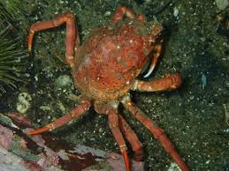 Image result for Hyas araneus