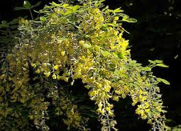 Image result for Laburnum anagyroides