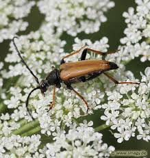 Attēlu rezultāti vaicājumam “Anastrangalia sanguinolenta”