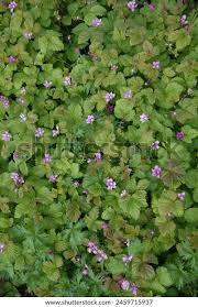 Attēlu rezultāti vaicājumam “Rubus arcticus flower”