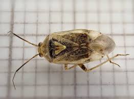 Attēlu rezultāti vaicājumam “Lygus nymph”