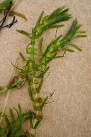 Attēlu rezultāti vaicājumam “Callitriche hermaphroditica”