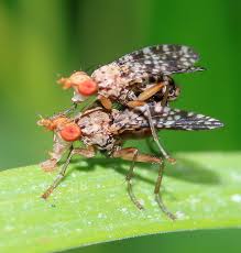 Attēlu rezultāti vaicājumam “Trypetoptera punctulata”